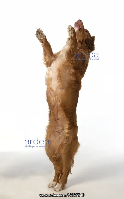 : DOG. Nova Scotia Duck Tolling Retriever jumping : DOG. Nova Scotia Duck Tolling Retriever jumping