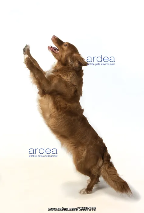 : DOG. Nova Scotia Duck Tolling Retriever jumping : DOG. Nova Scotia Duck Tolling Retriever jumping