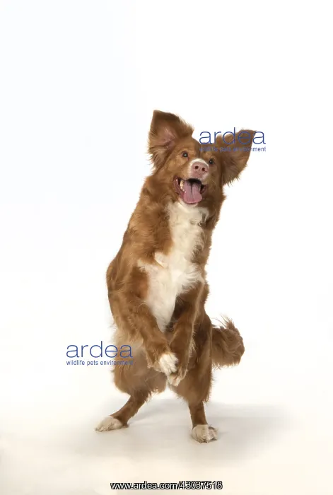 : DOG. Nova Scotia Duck Tolling Retriever jumping : DOG. Nova Scotia Duck Tolling Retriever jumping