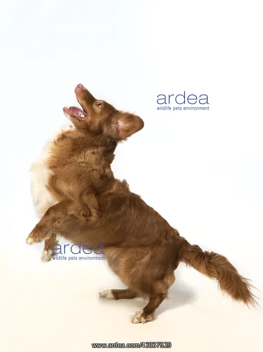 : DOG. Nova Scotia Duck Tolling Retriever jumping : DOG. Nova Scotia Duck Tolling Retriever jumping