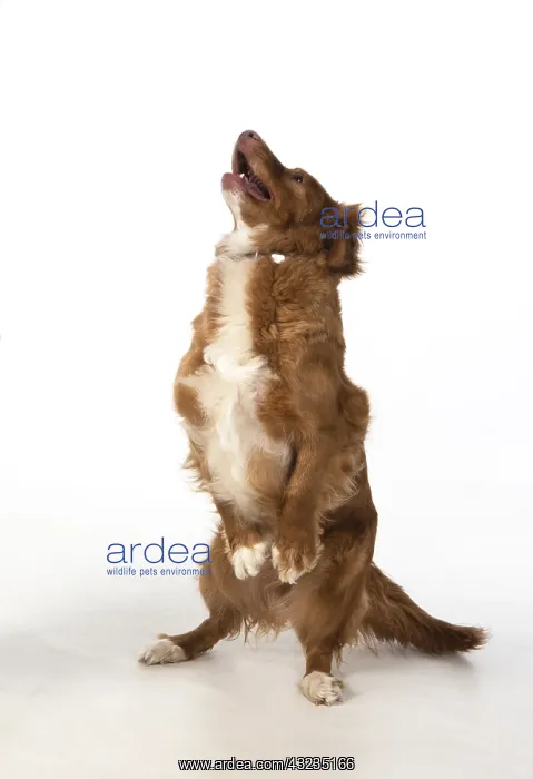 : DOG. Nova Scotia Duck Tolling Retriever jumping : DOG. Nova Scotia Duck Tolling Retriever jumping