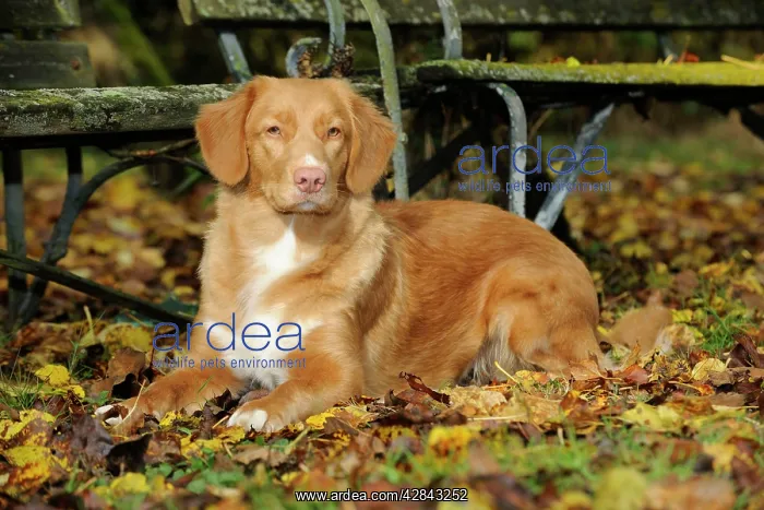 : DOG. Nova scotia duck tolling retriever in leaves : DOG. Nova scotia duck tolling retriever in leaves