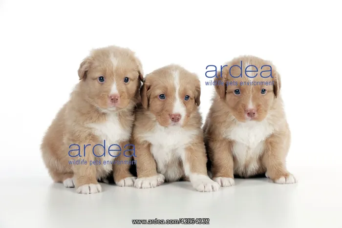 : DOG - Nova scotia duck tolling retriever puppies : DOG - Nova scotia duck tolling retriever puppies