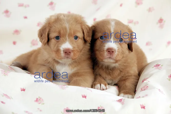 : DOG - Nova scotia duck tolling retriever puppies : DOG - Nova scotia duck tolling retriever puppies