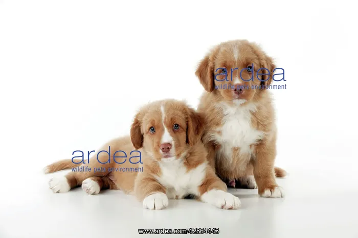 : DOG - Nova scotia duck tolling retriever puppies : DOG - Nova scotia duck tolling retriever puppies
