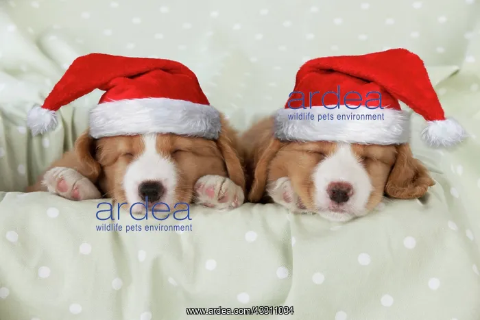 : DOG - Nova Scotia Duck Tolling Retriever puppies : DOG - Nova Scotia Duck Tolling Retriever puppies