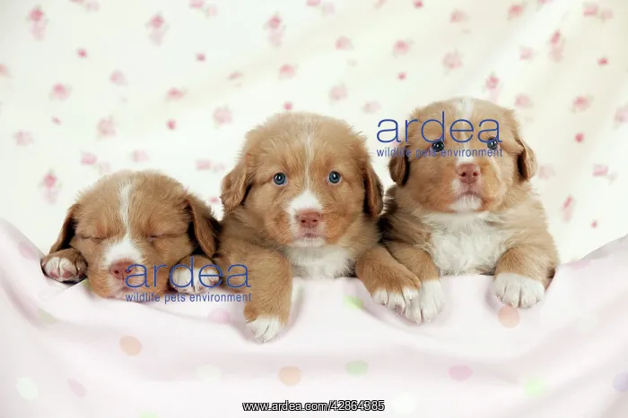 : DOG - Nova scotia duck tolling retriever puppies (6 weeks) : DOG - Nova scotia duck tolling retriever puppies (6 weeks)