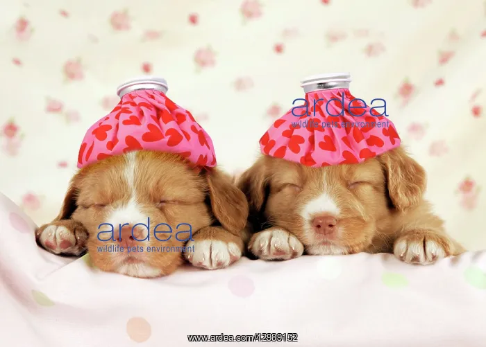 : DOG - Nova scotia duck tolling retriever puppies (6 weeks) w : DOG - Nova scotia duck tolling retriever puppies (6 weeks) w