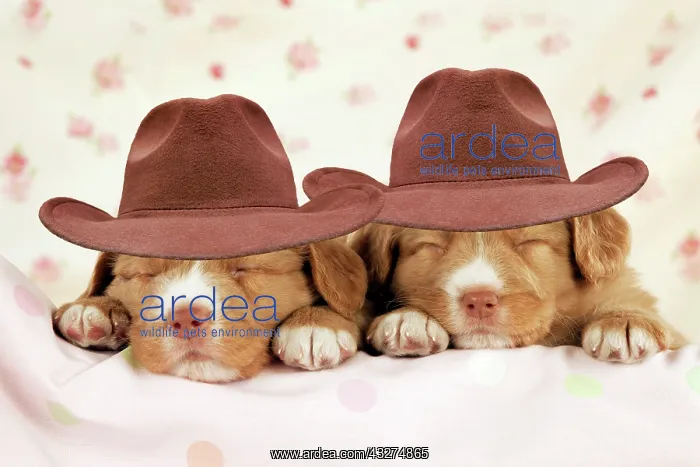  : DOG - Nova scotia duck tolling retriever puppies (6 weeks) w