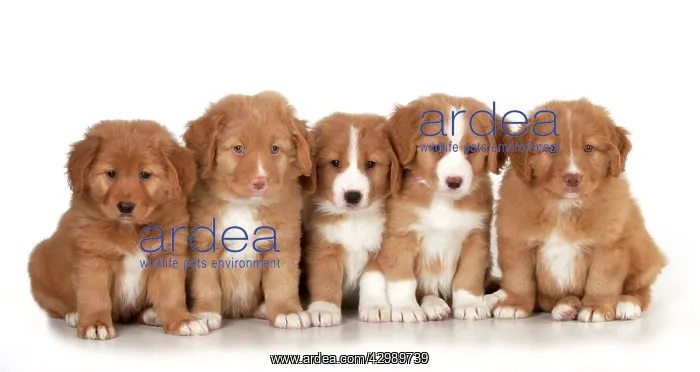 : DOG - Nova Scotia Duck Tolling Retriever puppies ( 7 weeks o : DOG - Nova Scotia Duck Tolling Retriever puppies ( 7 weeks o