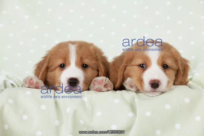 : DOG - Nova Scotia Duck Tolling Retriever puppies ( 7 weeks o : DOG - Nova Scotia Duck Tolling Retriever puppies ( 7 weeks o
