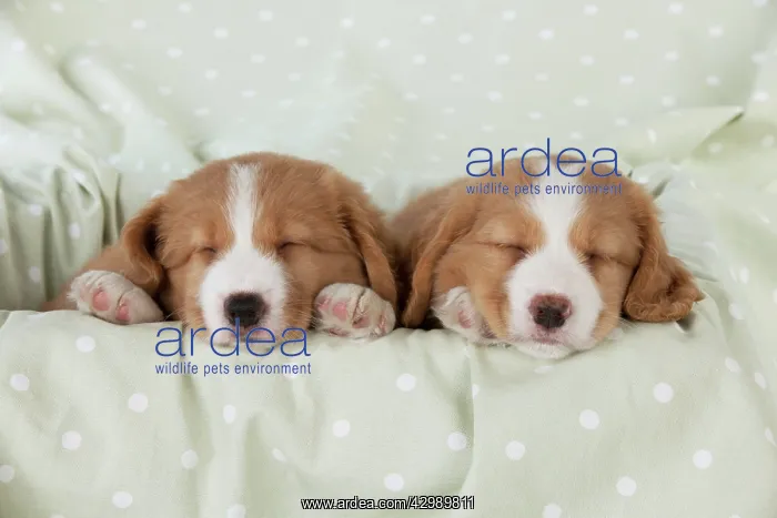: DOG - Nova Scotia Duck Tolling Retriever puppies ( 7 weeks o : DOG - Nova Scotia Duck Tolling Retriever puppies ( 7 weeks o