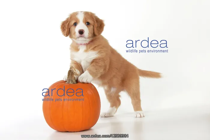 : DOG - Nova Scotia Duck Tolling Retriever puppies ( 7 weeks o : DOG - Nova Scotia Duck Tolling Retriever puppies ( 7 weeks o