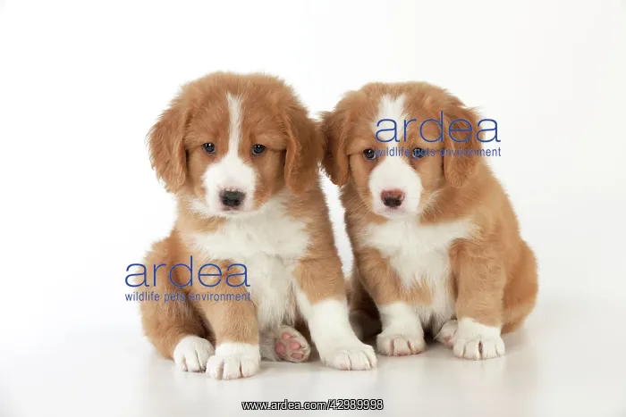 : DOG - Nova Scotia Duck Tolling Retriever puppies ( 7 weeks o : DOG - Nova Scotia Duck Tolling Retriever puppies ( 7 weeks o