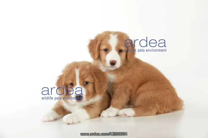 : DOG - Nova Scotia Duck Tolling Retriever puppies ( 7 weeks o : DOG - Nova Scotia Duck Tolling Retriever puppies ( 7 weeks o