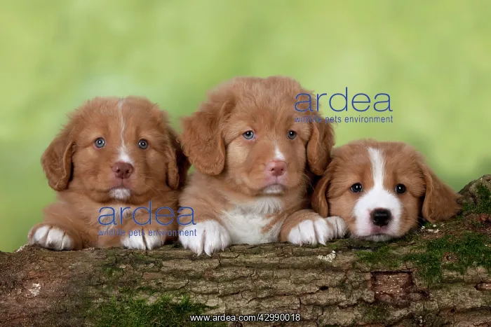 : DOG - Nova Scotia Duck Tolling Retriever puppies ( 7 weeks o : DOG - Nova Scotia Duck Tolling Retriever puppies ( 7 weeks o