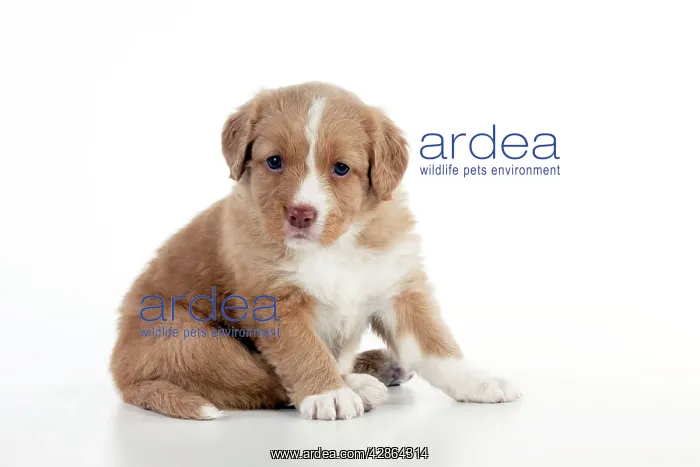 : DOG - Nova scotia duck tolling retriever puppy : DOG - Nova scotia duck tolling retriever puppy
