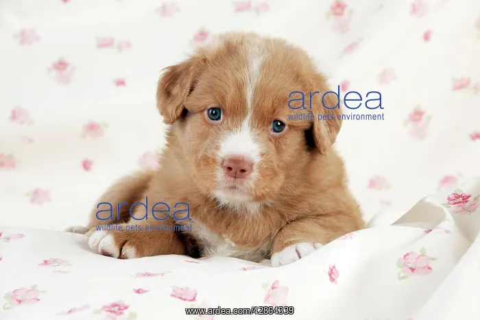: DOG - Nova scotia duck tolling retriever puppy : DOG - Nova scotia duck tolling retriever puppy