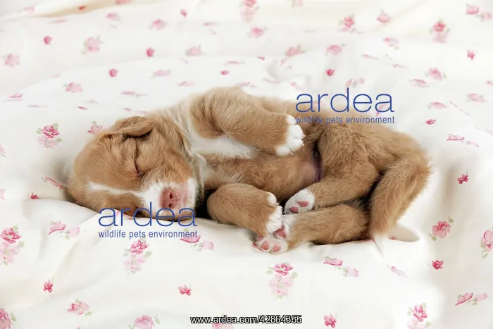 : DOG - Nova scotia duck tolling retriever puppy : DOG - Nova scotia duck tolling retriever puppy