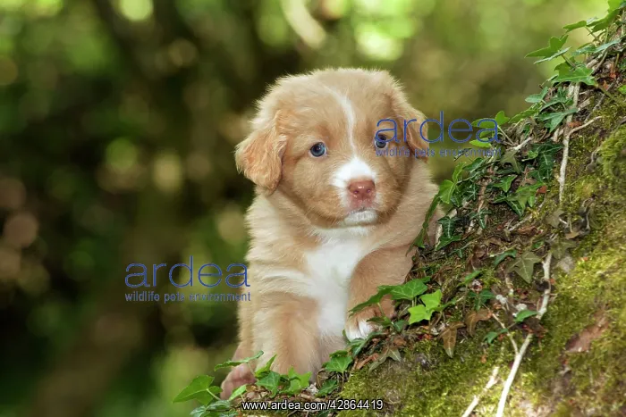 : DOG - Nova scotia duck tolling retriever puppy : DOG - Nova scotia duck tolling retriever puppy