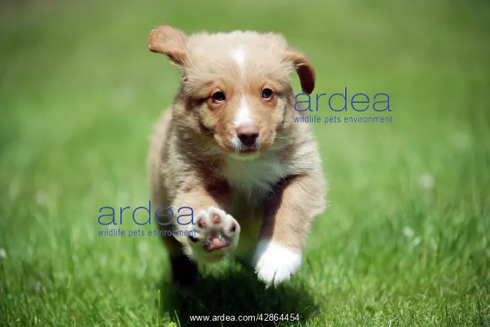 : DOG - Nova scotia duck tolling retriever puppy : DOG - Nova scotia duck tolling retriever puppy