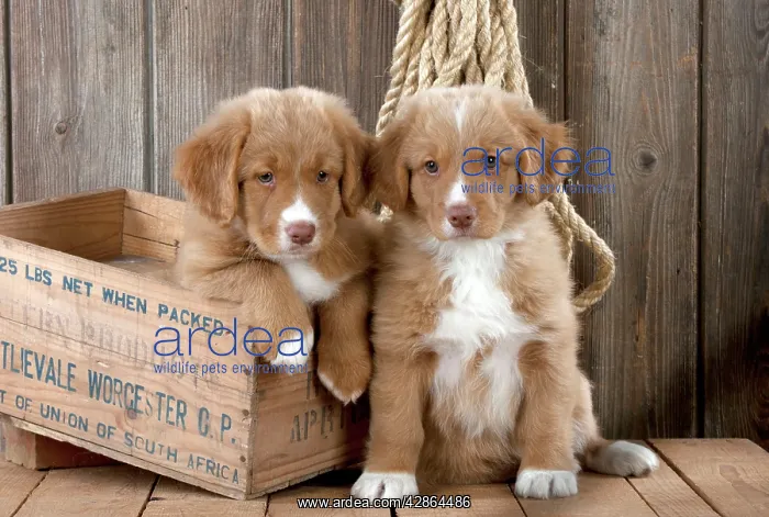 : DOG - Nova scotia duck tolling retriever puppy : DOG - Nova scotia duck tolling retriever puppy