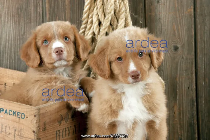 : DOG - Nova scotia duck tolling retriever puppy : DOG - Nova scotia duck tolling retriever puppy