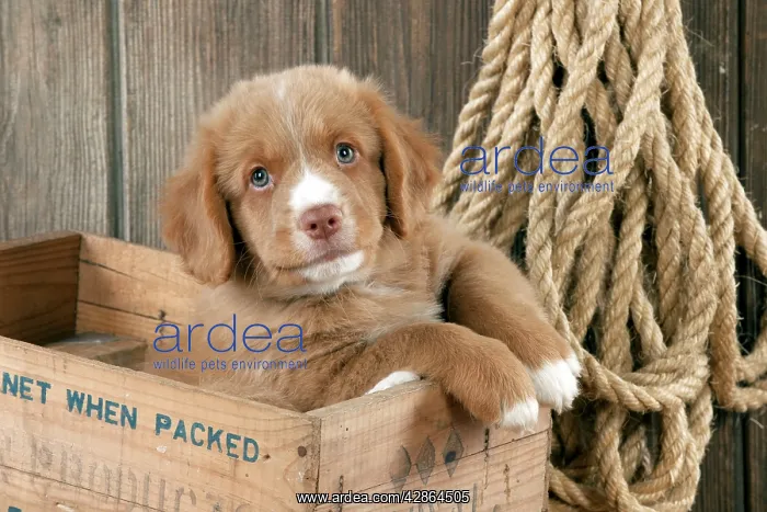 : DOG - Nova scotia duck tolling retriever puppy : DOG - Nova scotia duck tolling retriever puppy