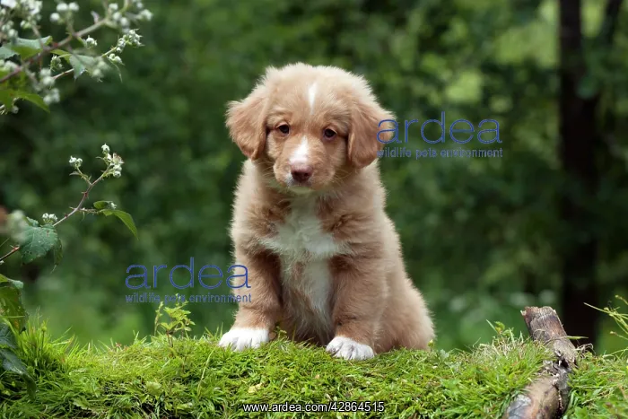 : DOG - Nova scotia duck tolling retriever puppy : DOG - Nova scotia duck tolling retriever puppy
