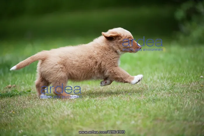 : DOG - Nova scotia duck tolling retriever puppy : DOG - Nova scotia duck tolling retriever puppy