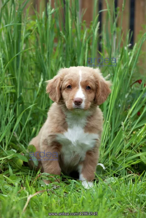: DOG - Nova scotia duck tolling retriever puppy : DOG - Nova scotia duck tolling retriever puppy