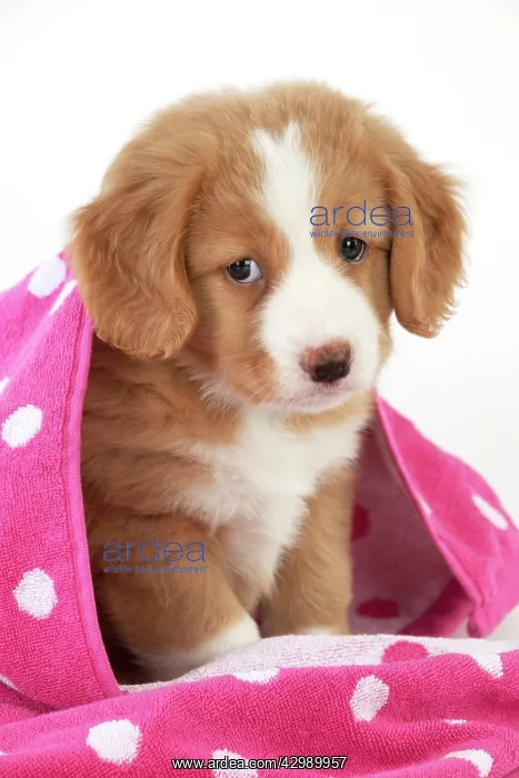 : DOG - Nova Scotia Duck Tolling Retriever puppy ( 7 weeks ol : DOG - Nova Scotia Duck Tolling Retriever puppy ( 7 weeks ol