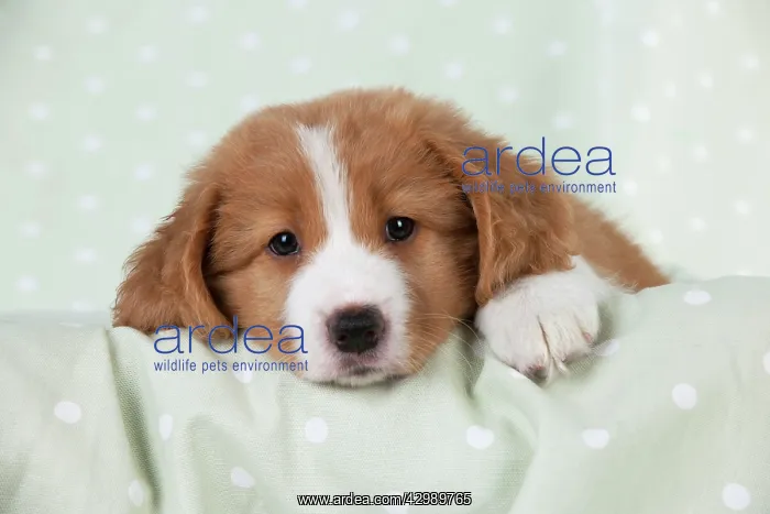 : DOG - Nova Scotia Duck Tolling Retriever puppy ( 7 weeks old : DOG - Nova Scotia Duck Tolling Retriever puppy ( 7 weeks old