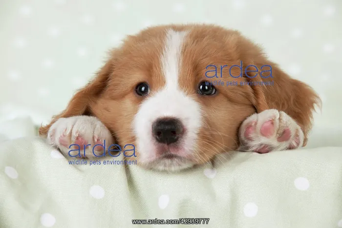 : DOG - Nova Scotia Duck Tolling Retriever puppy ( 7 weeks old : DOG - Nova Scotia Duck Tolling Retriever puppy ( 7 weeks old