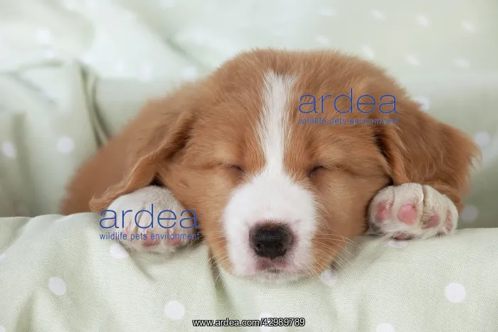 : DOG - Nova Scotia Duck Tolling Retriever puppy ( 7 weeks old : DOG - Nova Scotia Duck Tolling Retriever puppy ( 7 weeks old