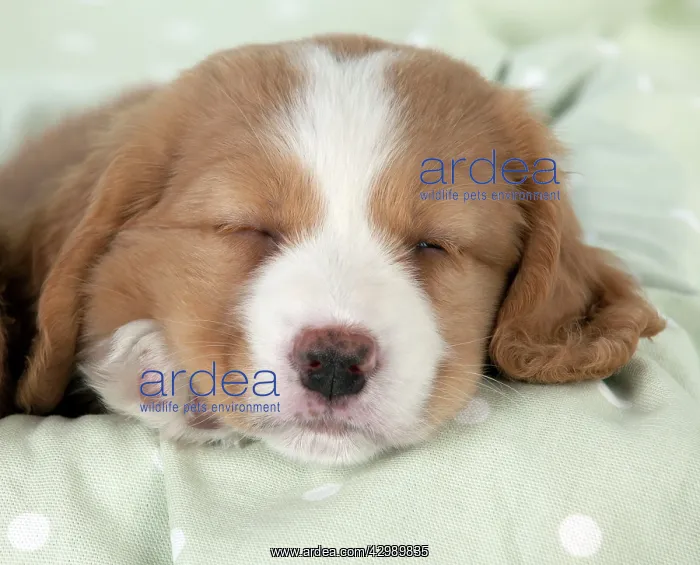 : DOG - Nova Scotia Duck Tolling Retriever puppy ( 7 weeks old : DOG - Nova Scotia Duck Tolling Retriever puppy ( 7 weeks old