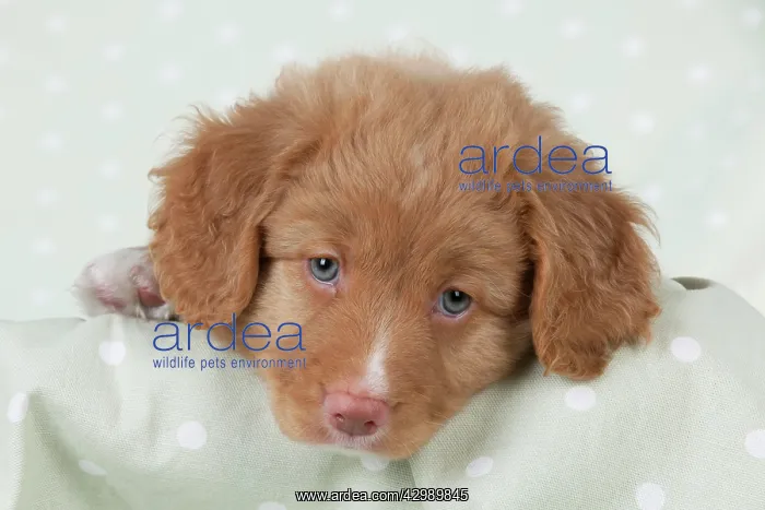 : DOG - Nova Scotia Duck Tolling Retriever puppy ( 7 weeks old : DOG - Nova Scotia Duck Tolling Retriever puppy ( 7 weeks old