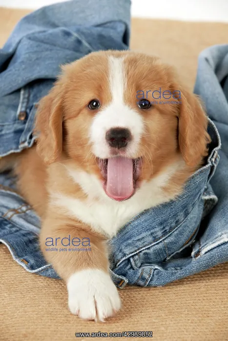 : DOG - Nova Scotia Duck Tolling Retriever puppy ( 7 weeks old : DOG - Nova Scotia Duck Tolling Retriever puppy ( 7 weeks old