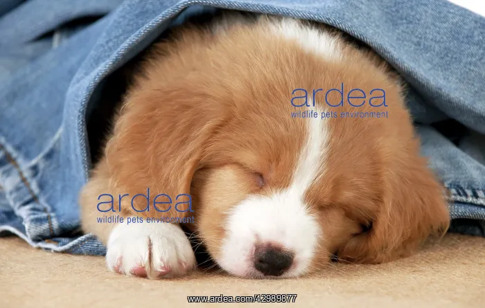 : DOG - Nova Scotia Duck Tolling Retriever puppy ( 7 weeks old : DOG - Nova Scotia Duck Tolling Retriever puppy ( 7 weeks old