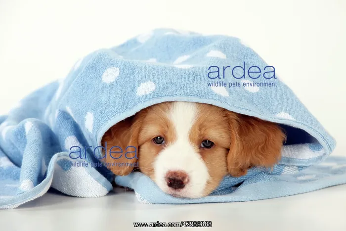 : DOG - Nova Scotia Duck Tolling Retriever puppy ( 7 weeks old : DOG - Nova Scotia Duck Tolling Retriever puppy ( 7 weeks old