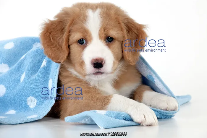 : DOG - Nova Scotia Duck Tolling Retriever puppy ( 7 weeks old : DOG - Nova Scotia Duck Tolling Retriever puppy ( 7 weeks old