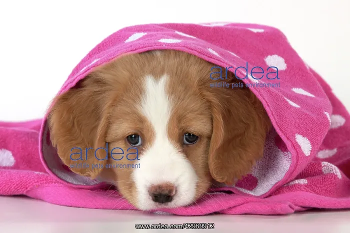 : DOG - Nova Scotia Duck Tolling Retriever puppy ( 7 weeks old : DOG - Nova Scotia Duck Tolling Retriever puppy ( 7 weeks old
