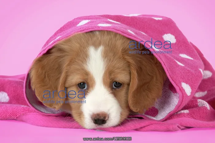 : DOG - Nova Scotia Duck Tolling Retriever puppy ( 7 weeks old : DOG - Nova Scotia Duck Tolling Retriever puppy ( 7 weeks old