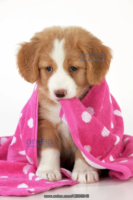 : DOG - Nova Scotia Duck Tolling Retriever puppy ( 7 weeks old : DOG - Nova Scotia Duck Tolling Retriever puppy ( 7 weeks old