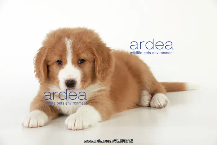 : DOG - Nova Scotia Duck Tolling Retriever puppy ( 7 weeks old : DOG - Nova Scotia Duck Tolling Retriever puppy ( 7 weeks old