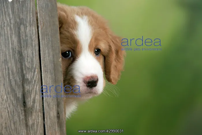 : DOG - Nova Scotia Duck Tolling Retriever puppy ( 7 weeks old : DOG - Nova Scotia Duck Tolling Retriever puppy ( 7 weeks old