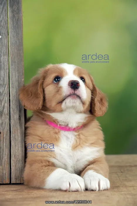 : DOG - Nova Scotia Duck Tolling Retriever puppy ( 7 weeks old : DOG - Nova Scotia Duck Tolling Retriever puppy ( 7 weeks old