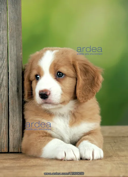 : DOG - Nova Scotia Duck Tolling Retriever puppy ( 7 weeks old : DOG - Nova Scotia Duck Tolling Retriever puppy ( 7 weeks old