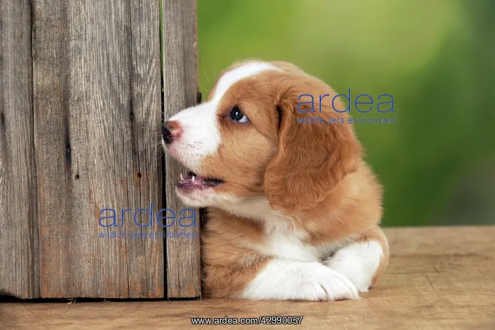 : DOG - Nova Scotia Duck Tolling Retriever puppy ( 7 weeks old : DOG - Nova Scotia Duck Tolling Retriever puppy ( 7 weeks old