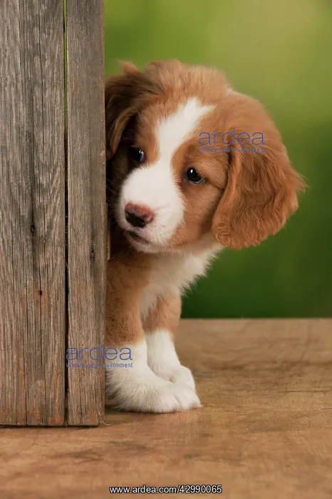 : DOG - Nova Scotia Duck Tolling Retriever puppy ( 7 weeks old : DOG - Nova Scotia Duck Tolling Retriever puppy ( 7 weeks old